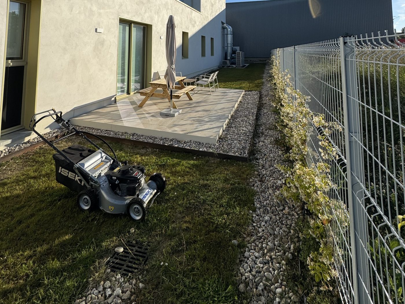 Pelouse, bordure en acier corten et jasmin étoilé grimpant le long d'une clôture grillagée, près d'une terrasse