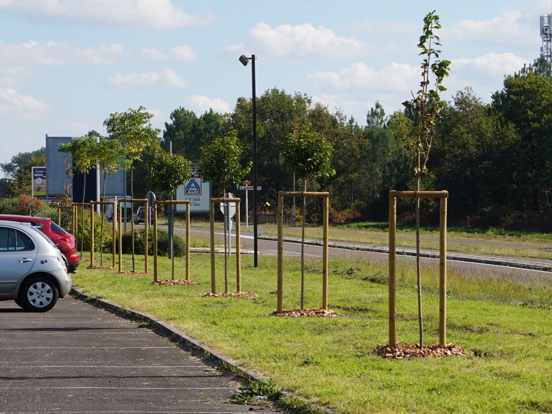 Jeunes arbres tuteurés en alignement le long d'un parking, paillés au pied