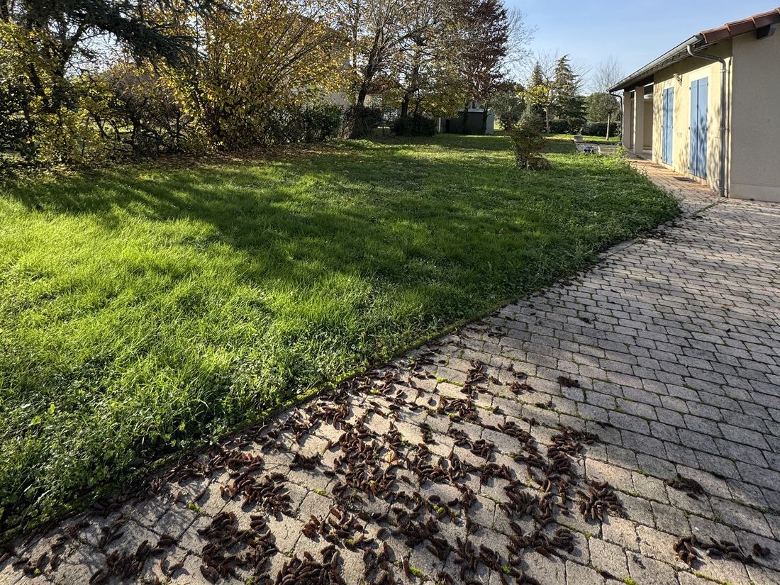 Pelouse inégale et allée pavée couverte de débris de cèdre, devant une maison aux volets bleus