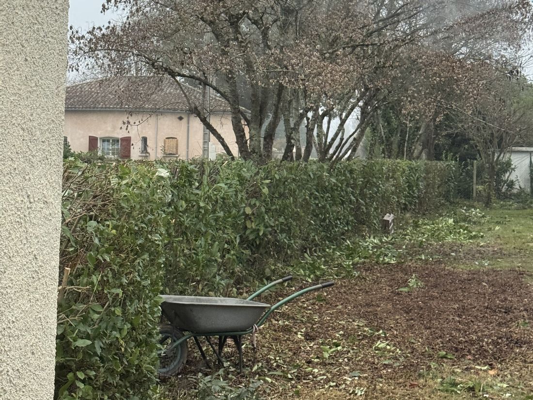 Haie taillée avec une brouette et des branches coupées au sol
