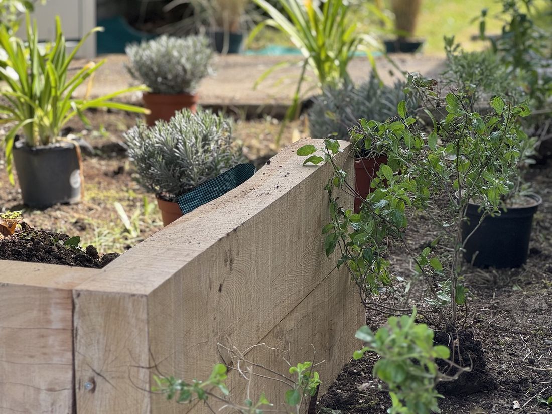 Lavandes et graminées en pots posés avant plantation, près d'un soutènement en grosses traverses de bois