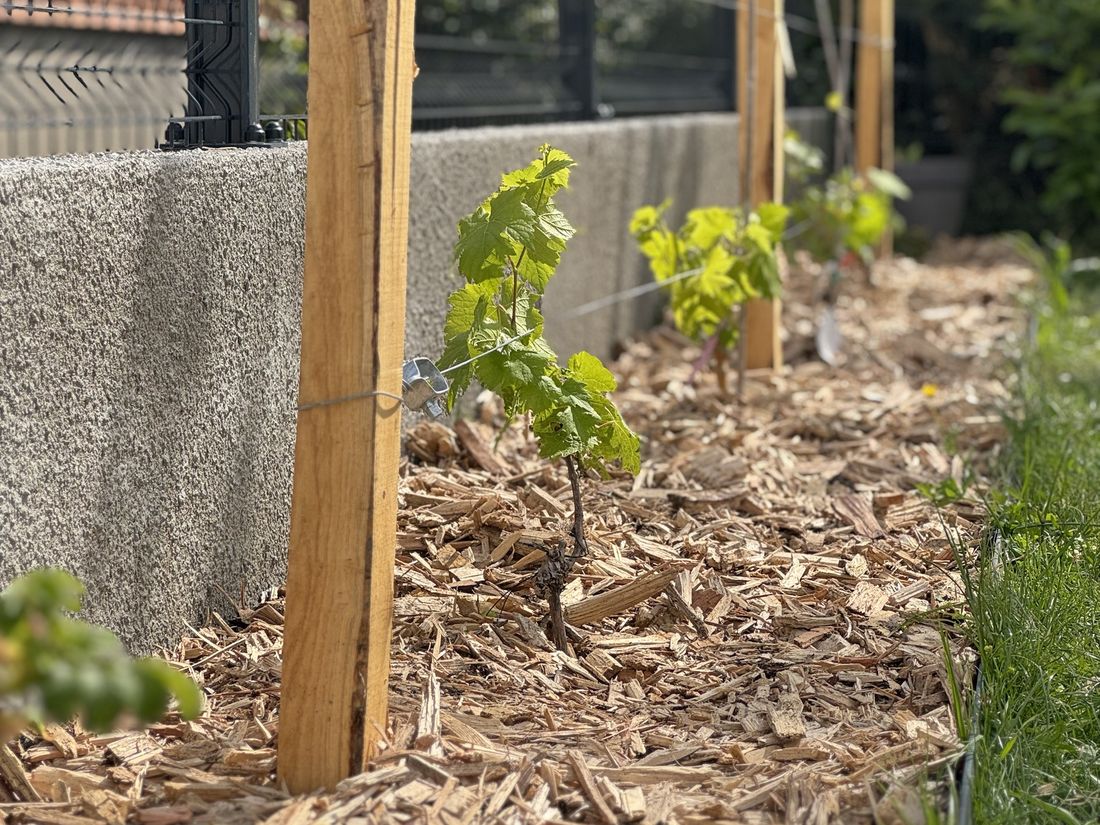 Jeunes pieds de vigne palissés sur piquets et fil de fer, paillés en copeaux de bois le long d'un muret